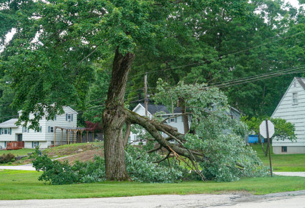 Best Tree Care Services  in South River, NM